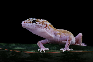 Leopard gecko lizard isolated on black, Fat-tailed gecko eublepharis macularius