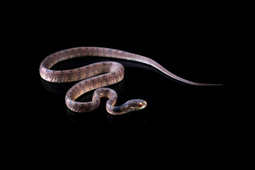 a snail-eating snake isolated on black background, Pareas carinatus