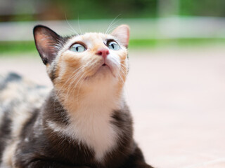 Close-up portrait of a calico cat with green eyes.