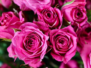 Close-up photo of bouquet of delicate pink roses. Natural flowers floral background.