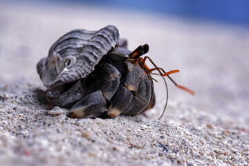 Close up of hermit crab walking on sand beach, Coenobita clypeatus	