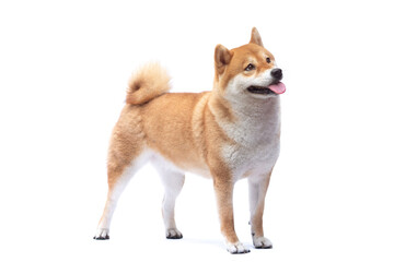 Dog stands looking at something, on a white background. Shiba Inu dog breed, on a white background. Shiba Inu dog breed, real photos, not AI files.