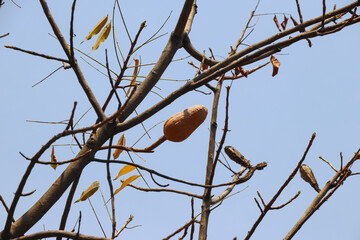 A brown kapok tree fruit is photographed from a lower angle. It appears that the leaves on the surrounding trunk have fallen, leaving only a few brownish leaves