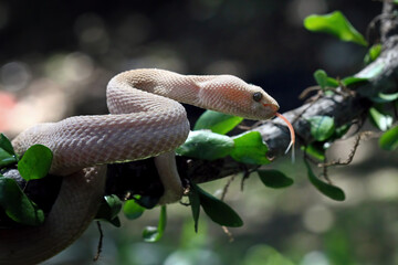 Mangrove pit viper on a branch, Trimeresurus purpureomaculatus
