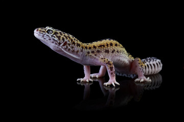 Leopard gecko lizard isolated on black, Fat-tailed gecko eublepharis macularius