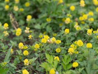 河川敷に咲いたコメツブツメクサの花