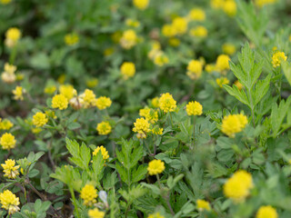 河川敷に咲いたコメツブツメクサの花