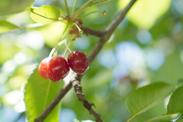 Cherry fruits hanging on a branch under sunlight in a lush orchard during summer