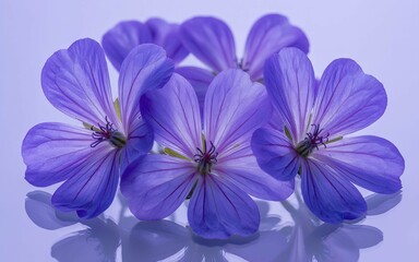 Obraz premium Blue forget me not flowers isolated on a white background
