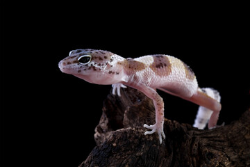 Baby leopard gecko crawling on wood, eublepharis macularius  isolated on black background