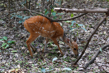 Schirrantilope im Busch in Namibia