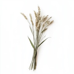 Fototapeta premium A cluster of dried wheat stalks