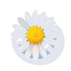 Isolated Daisy Flower with White Petals and Yellow Center