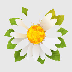 Stylized Daisy Flower with Yellow and Pink Center and Green Leaves