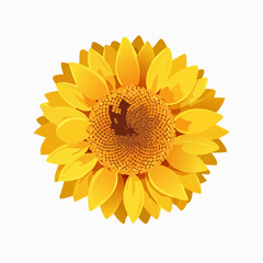 Stylized Sunflower with Yellow and White Petals on Transparent Background