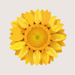 Stylized Sunflower with Yellow and White Petals Illustration