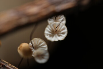 極小キノコ、オキオチバタケのカサ裏ヒダ形状アップ写真（自然環境下ストロボマクロ撮影）