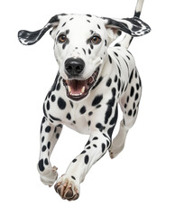 A Playful Dalmatian Dog With Black Spots Runs Towards The Camera With Its Mouth Open And Tongue Out On A Transparent Background