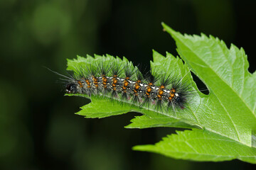大変美しいが、無毒の長毛で全身を覆うクワゴマダラヒトリの幼虫（自然環境下ストロボマクロ撮影）
