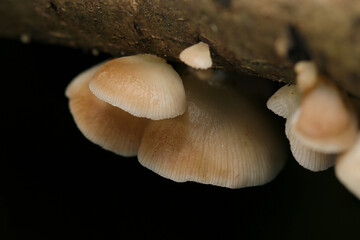 朽木に並んで群生するチャビラタケ茸たち（自然環境下ストロボマクロ撮影）
