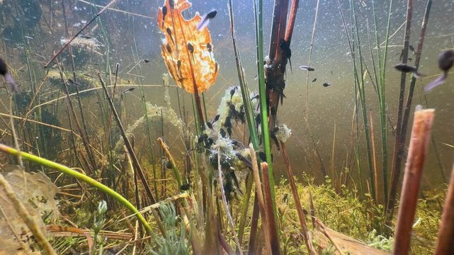 Newly hatched Moor frog (Rana arvalis) tadpoles in a small pond. Estonia.