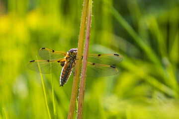 Four-spotted chaser sitting on a flower stem