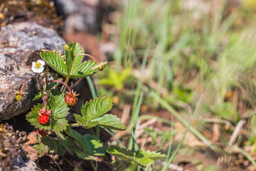 Wild strawberry with red fruits on a meadow