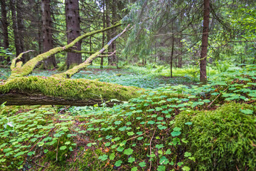 Ancient woodland with growing Wood sorrel