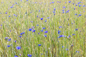 Crops and blooming Cornflowers in a field