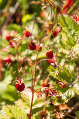 Wild Strawberries with red berries on a sunny meadow