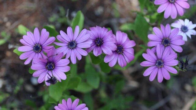 top view of Dimorphotheca ecklonis, also known as Cape marguerite