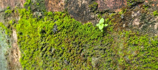the background of the wall is covered with moss and small plants