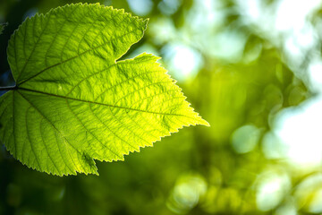Close-up of green leaf leaves in a summer garden, ideal as a spring background, Natural green leaves plants using as spring background