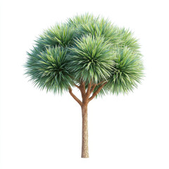 Obraz premium Full body dracaena marginata tree with lush green foliage, showcasing its unique structure and vibrant appearance, perfect for enhancing any space