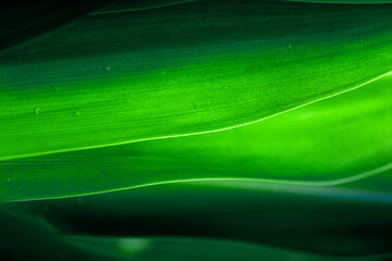 Dark green leaf texture, Natural green leaves using as nature background wallpaper or tropical leaf cover page