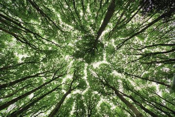unusual view of trees. looking up from the forest floor gives another perspective to the trees.