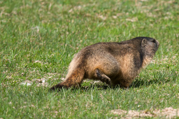a groundhog, marmota marmota, on a mountain meadow at a sunny spring day