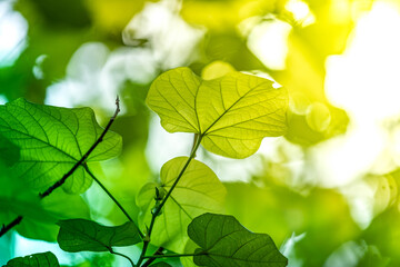 Close-up of green leaves with beautiful bokeh under sunlight, perfect as a natural and refreshing wallpaper background.