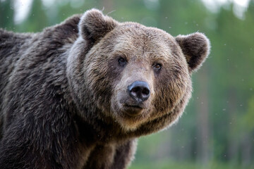 Large male brown bear portrait, the king of taiga