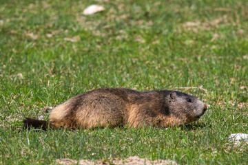 a groundhog, marmota marmota, on a mountain meadow at a sunny spring day