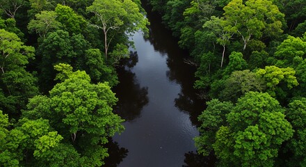 Fototapeta premium Aerial view of a lush tropical rainforest canopy with a dark river winding through the vibrant green foliage, a serene natural landscape.