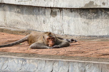 Sunbathing street monkey in Bangkok - humorous wildlife photography for tourism campaigns