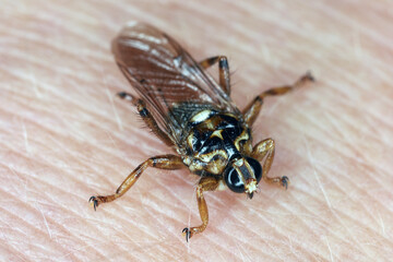 Hippobosca equina, also known as the forest fly or New Forest fly, is a biting fly from the family Hippoboscidae. They are blood-feeding ectoparasites of mammals including humans.