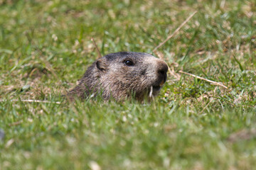 a groundhog, marmota marmota, on a mountain meadow at a sunny spring day