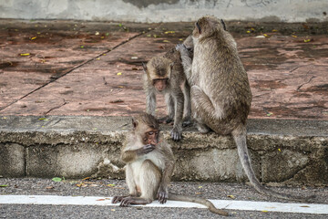 Urban macaque family bond - wild monkeys adapting to city life in Thailand