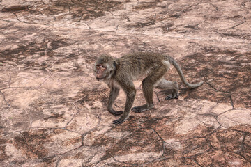 Angry urban macaque stalks city sidewalk - dangerous encounter with wild animals in urban environment