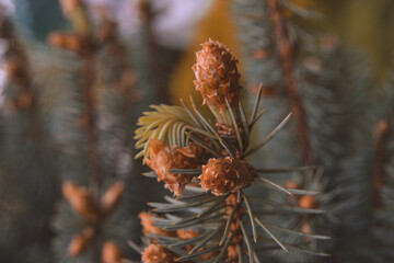 nature colors