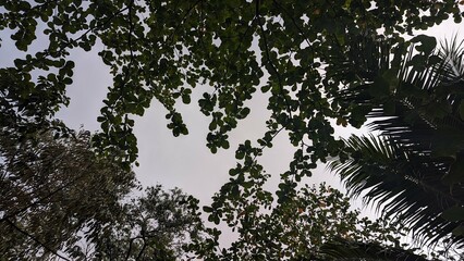 Canopy of Green Leaves Against the Sky