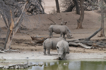 Breitmaulnashorn in Gruppe in Erongo