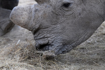 Obraz premium Breitmaulnashorn beim Futter